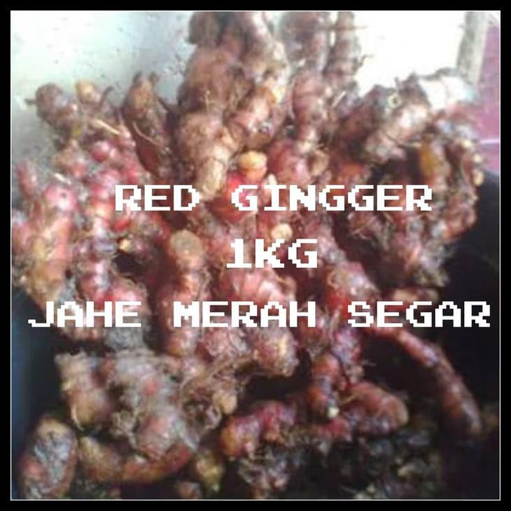

BEST SELLER JAHE MERAH SEGAR ALAMI FRESH -RED GINGER 1KG