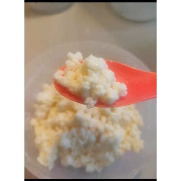 grains kefir atau bibit kefir 10g