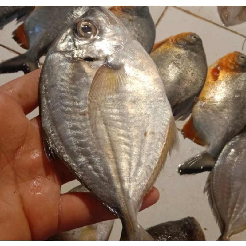 

Ikan Kuwe Gepeng Fresh 1kg