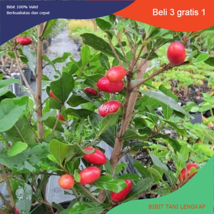 Bibit Tanaman Miracle Fruit || Bibit Buah Miracle