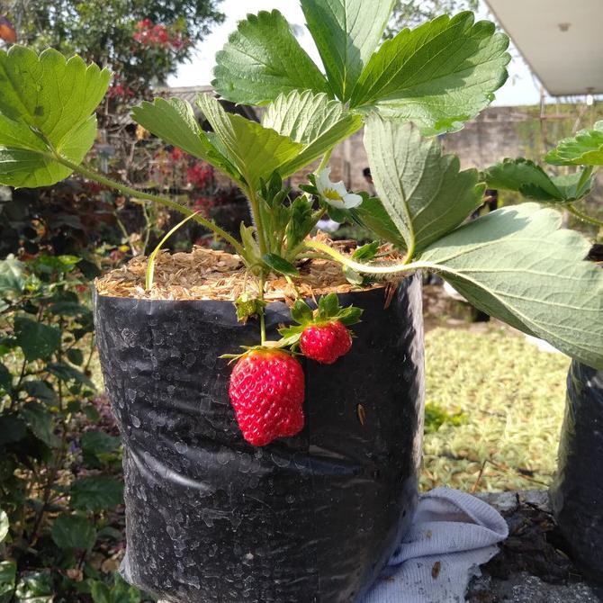 

pohon strawberry sudah Ada buahnya