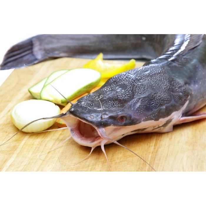 

Ikan Lele