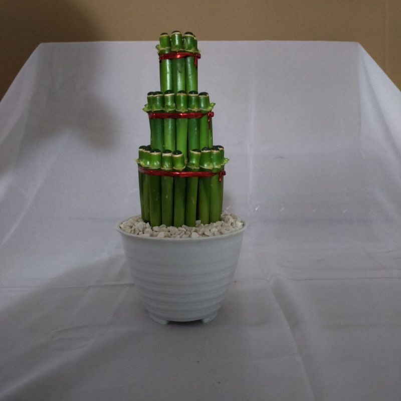 Tanaman Hias Hidup Bambu Hoki/Bambu Cina/ Sri rezeki/Bambu Hoki