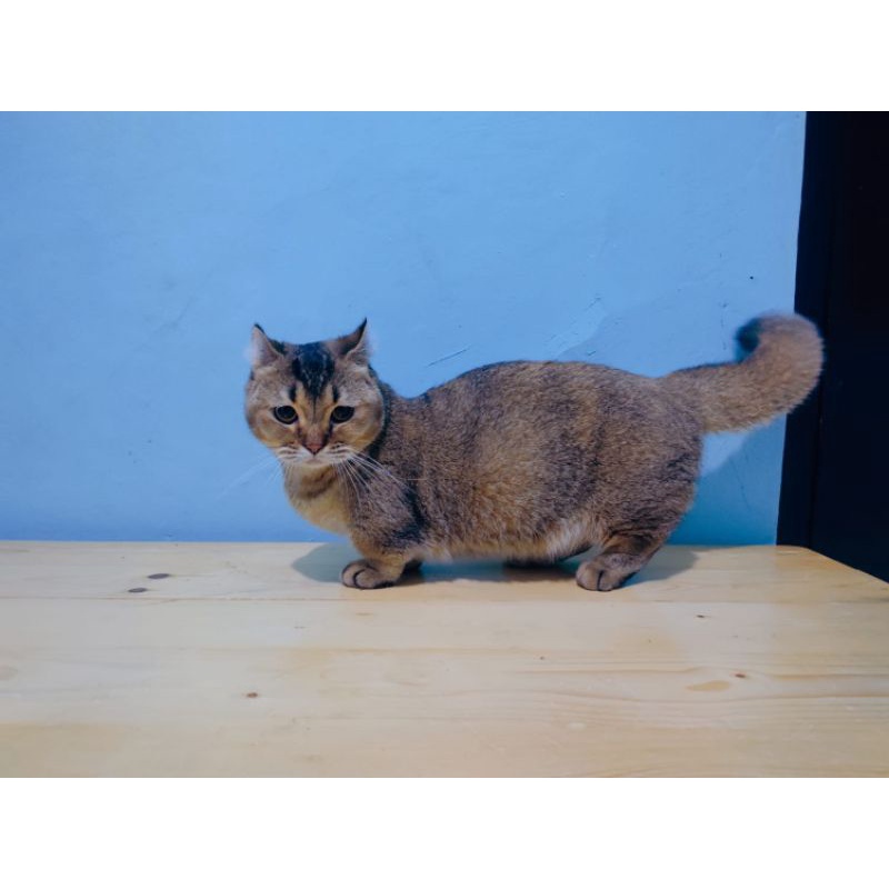 British golden + Munchkin + American Curl = *Kinkalaw BsH Golden*