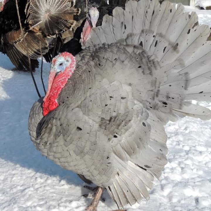 

TELUR AYAM KALKUN / BIJI. ( BISA DI TETASKAN )