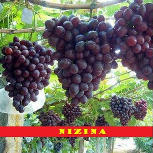 Bibit anggur import nizina