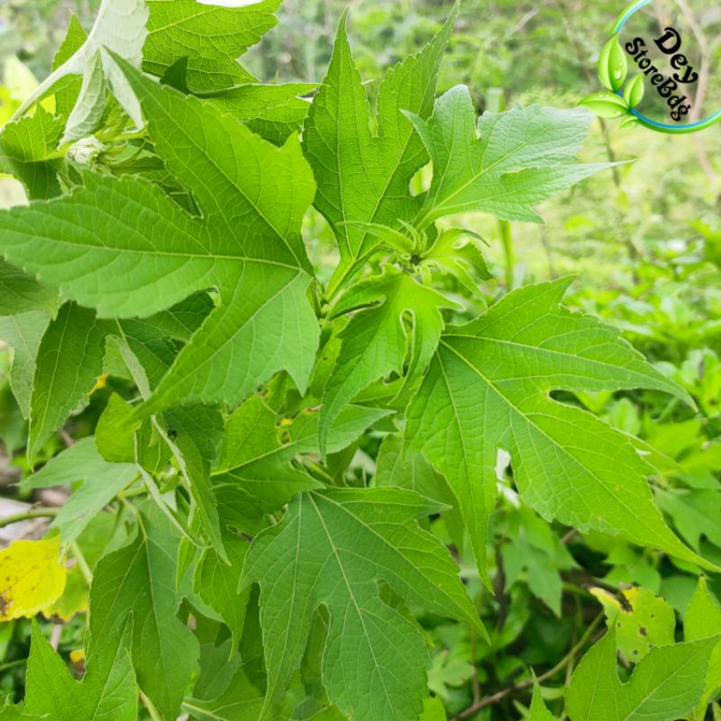 

Daun insulin kipahit segar per 250 grm