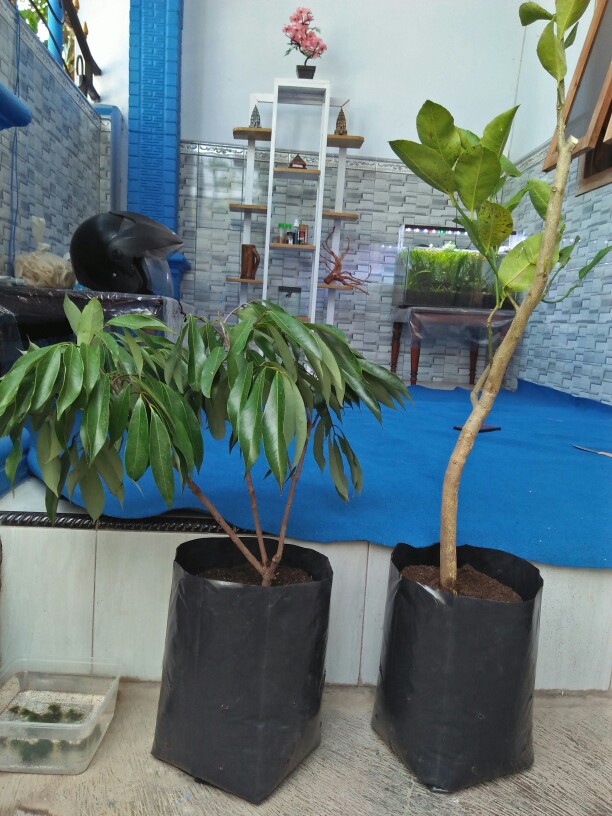 Bibit Jeruk Nipis Manis
