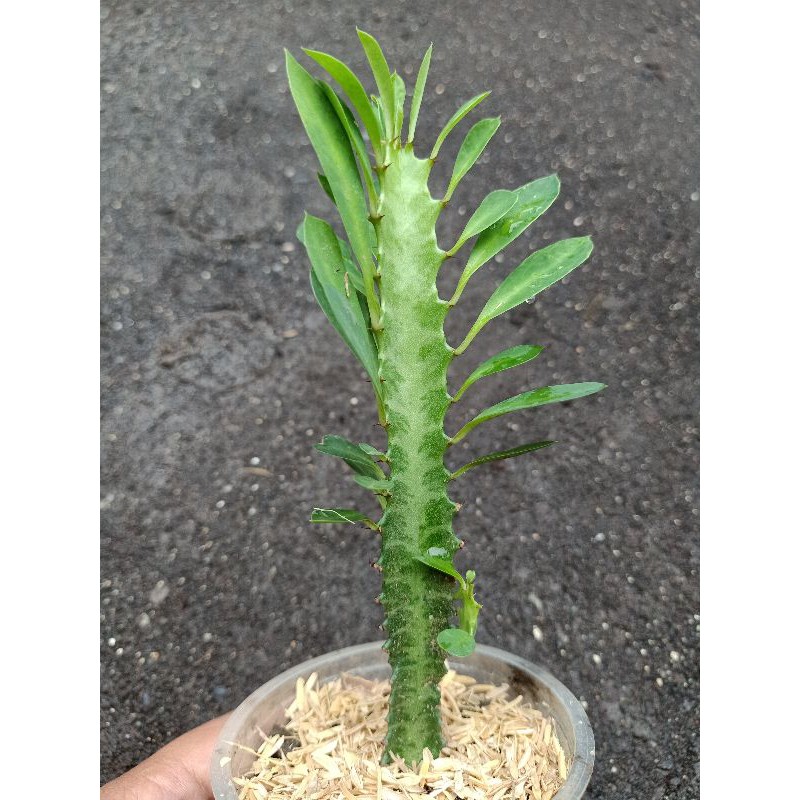 Kaktus African milk tree ( Euphorbia trigona green )