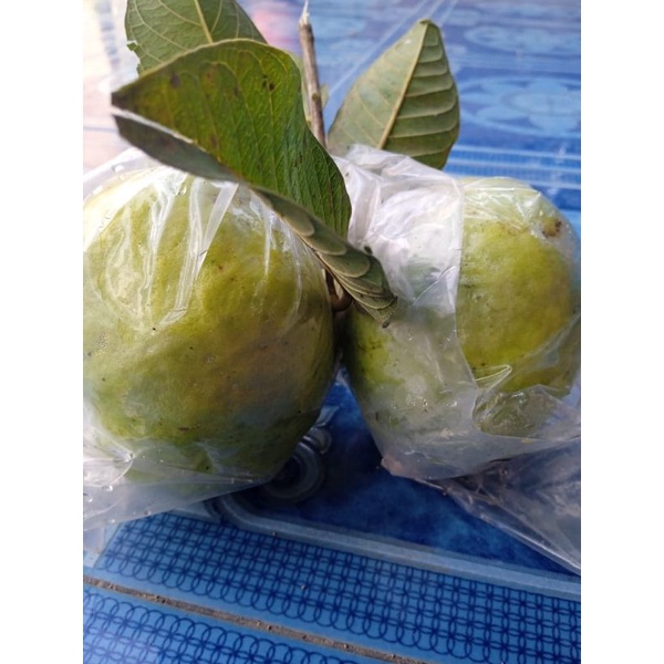 

Jambu Kristal Kebumen