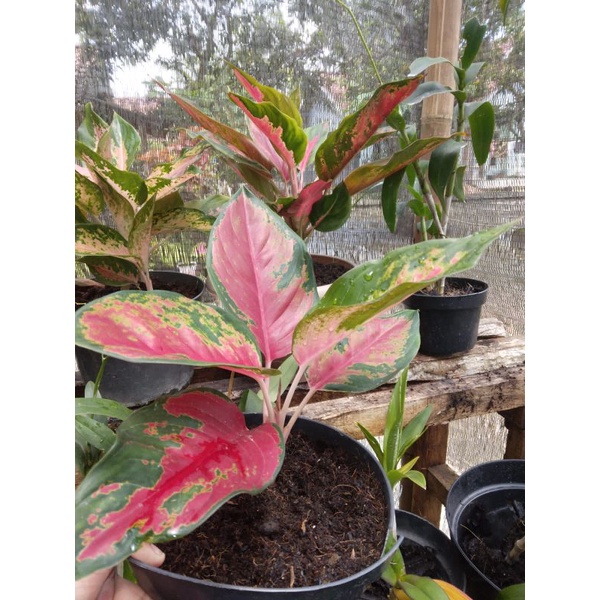 red kocin camelon  indukan - indk mini- remaja