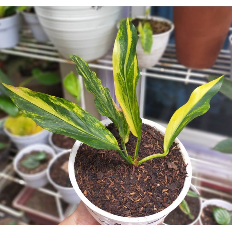 jemani gelombang cinta variegata