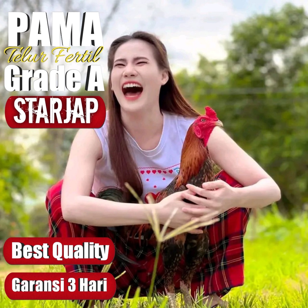 ayam asli pama super thailand telur fertil line yokere F1