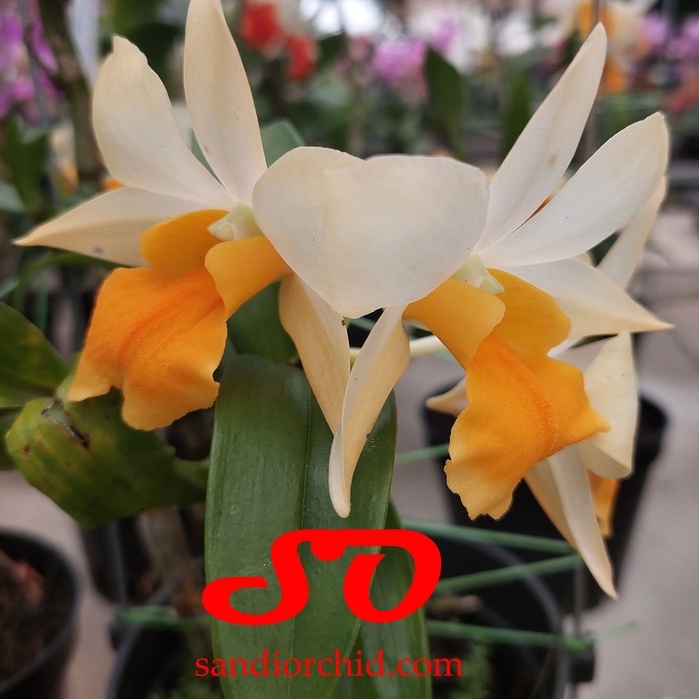 [ DEWASA ] Dendrobium Frosty Dawn "Orange"