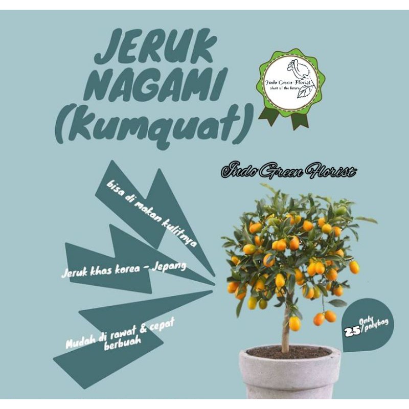 Jeruk Nagami Sudah Berbuah/Mulai Berbuah Bibit Tanaman Jeruk Nagami