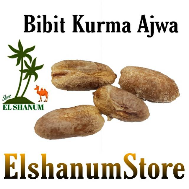 Biji Bibit Kurma Ajwa  Perpcs  / Bibit Kurma / Bibit Tanaman / bibit / Oleh oleh / Bibit Unggul