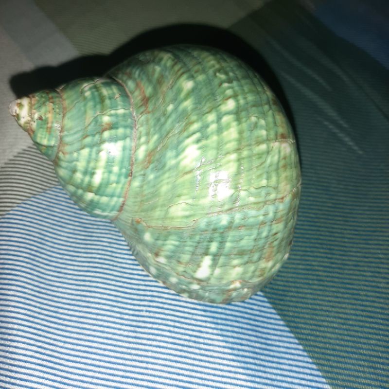Cangkang Kelomang Turbo Imperialis poles size XL, cangkang kerang perhiasan rumah umang kelomang Can