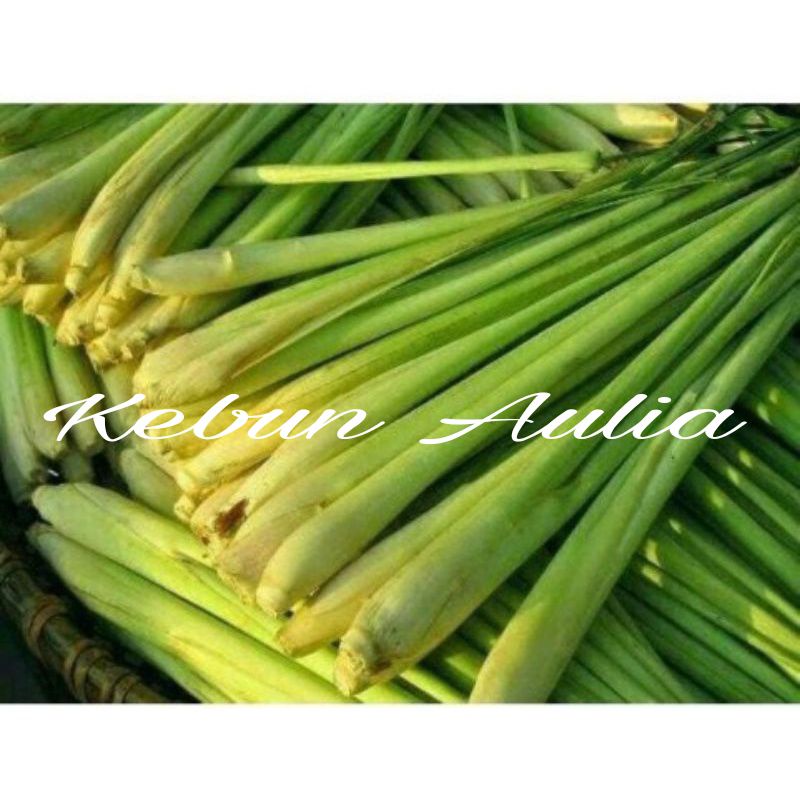 

Serai sereh segar organik