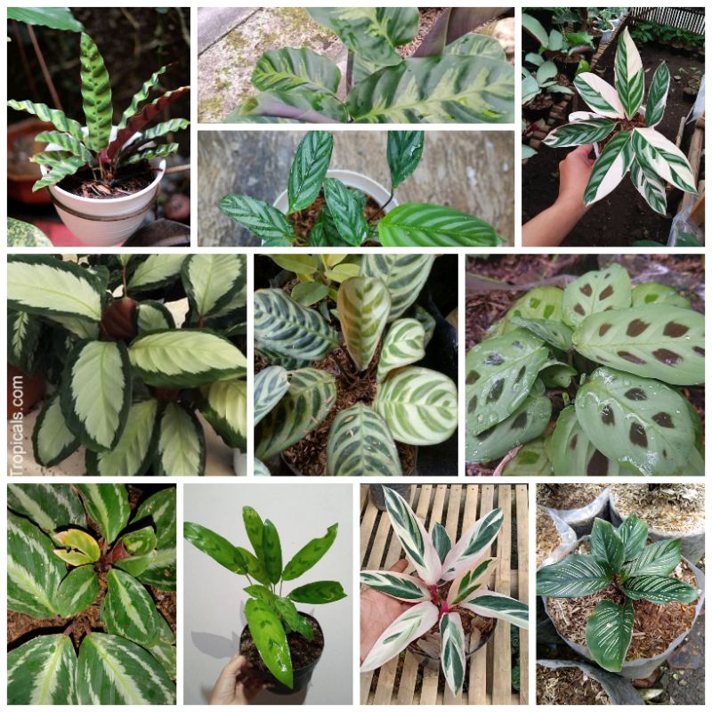 Paketan calathea murah (11 jenis calathea)