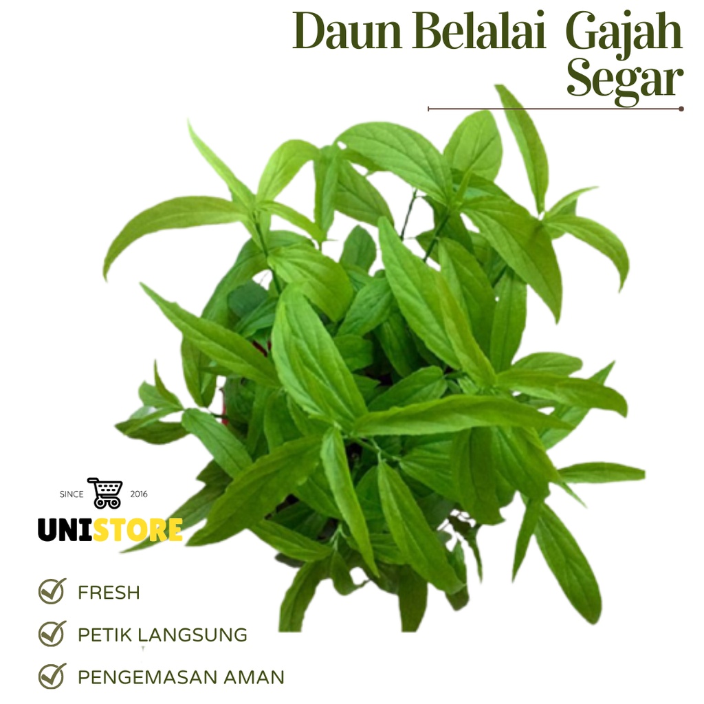 

TERMURAH DAUN BELALAI GAJAH SEGAR 1Kg Sabah Snake Grass Clinathanus