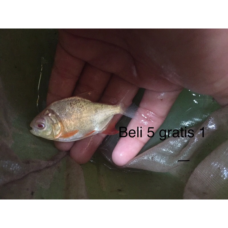 ikan pacu albino