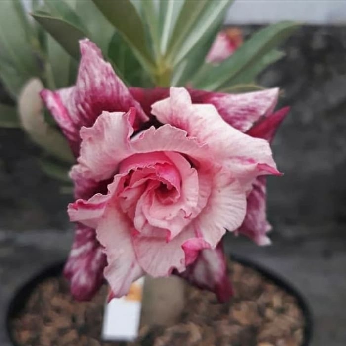 

promo Bibit bunga kamboja adenium simone murah