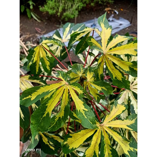 Tanaman singkong Varigata