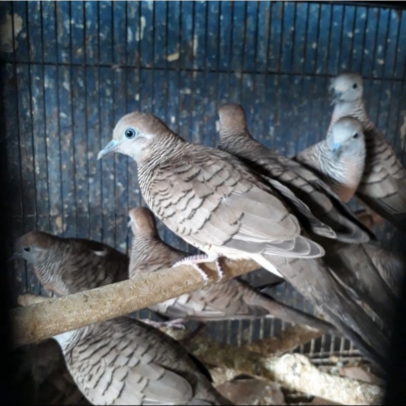 burung perkutut lokal super
