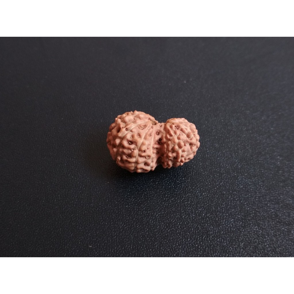 Jenitri Garbh Gauri D21.5x14 Mukhi 13 Liontin Rudraksha Genitri