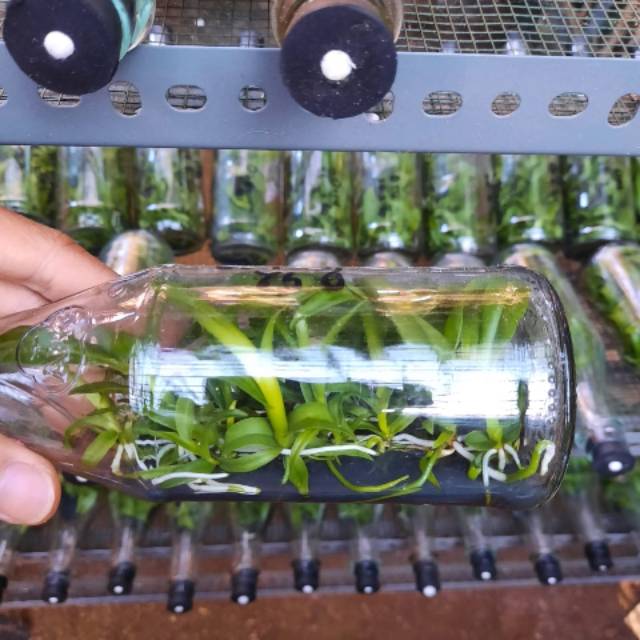 Botol Dendro Melintir