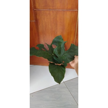 Monstera dubia mature size 1 daun