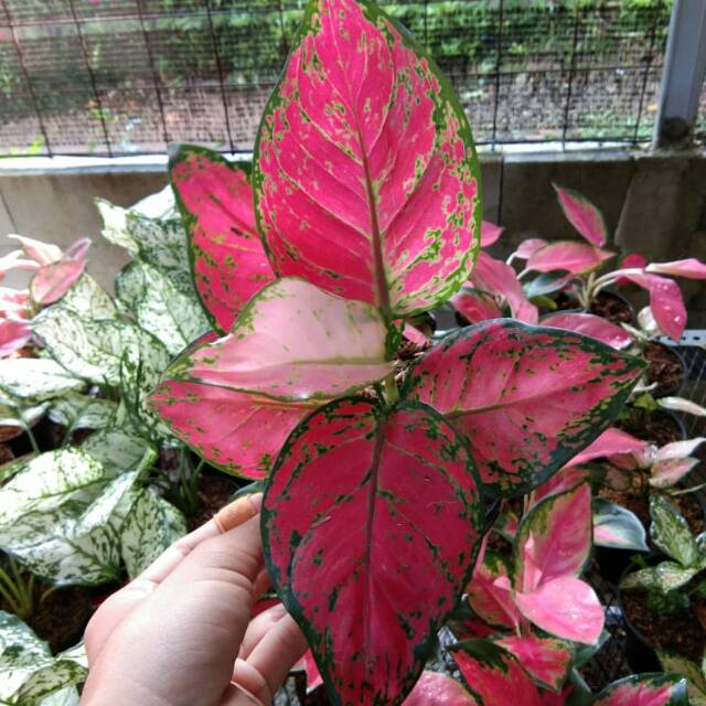 Aglaonema red anjamani