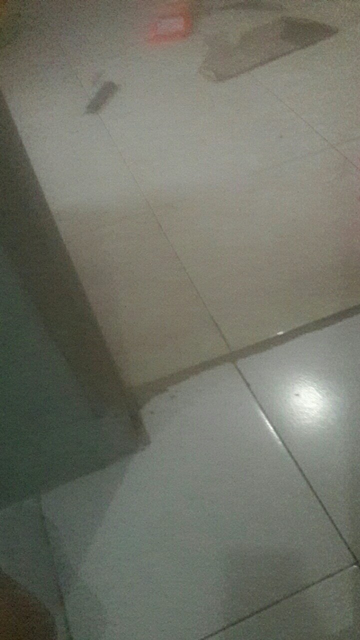 Bibit Bunga Anggrek Bulan Phalaenopsis Anggrek Botol