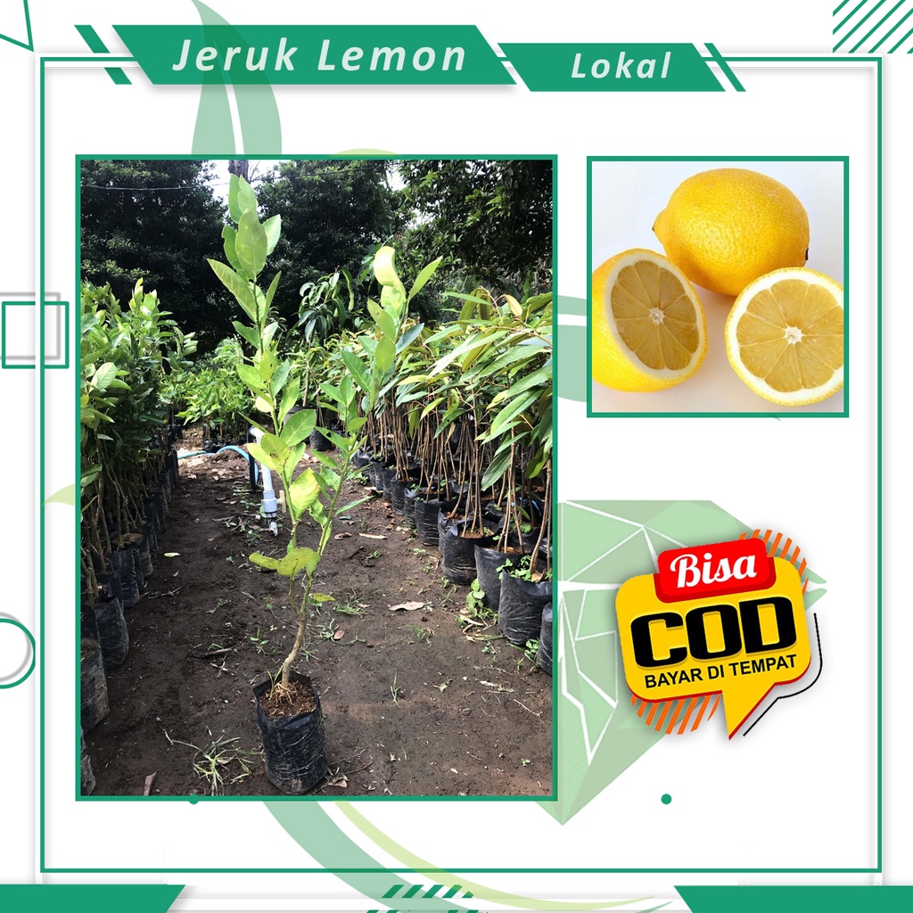 Bibit Jeruk Lemon Lokal Jeruk Lemon Murah [ SIAP KIRIM ]