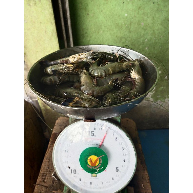 

Udang windu size 25 harga untuk 1kg