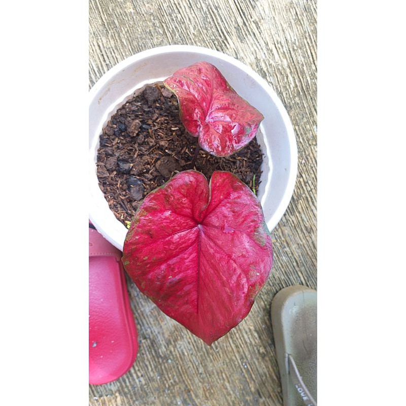 caladium red devil remaja