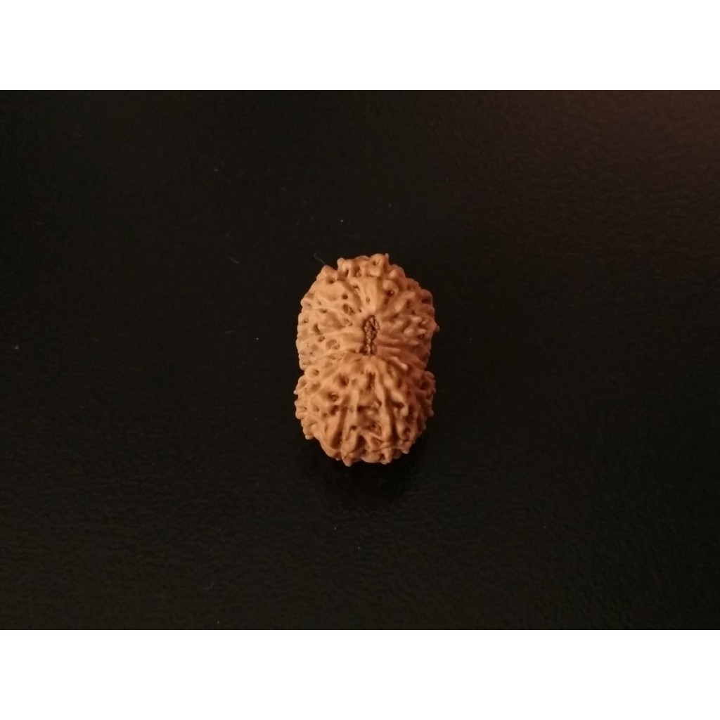 Jenitri Mukhi 14 D17.9x12.05 Liontin Genitri Rudraksha