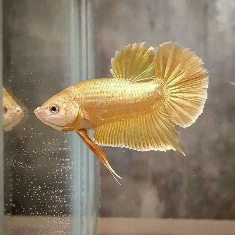 

Ikan cupang hias jenis super gold proses mutasi kualitas original