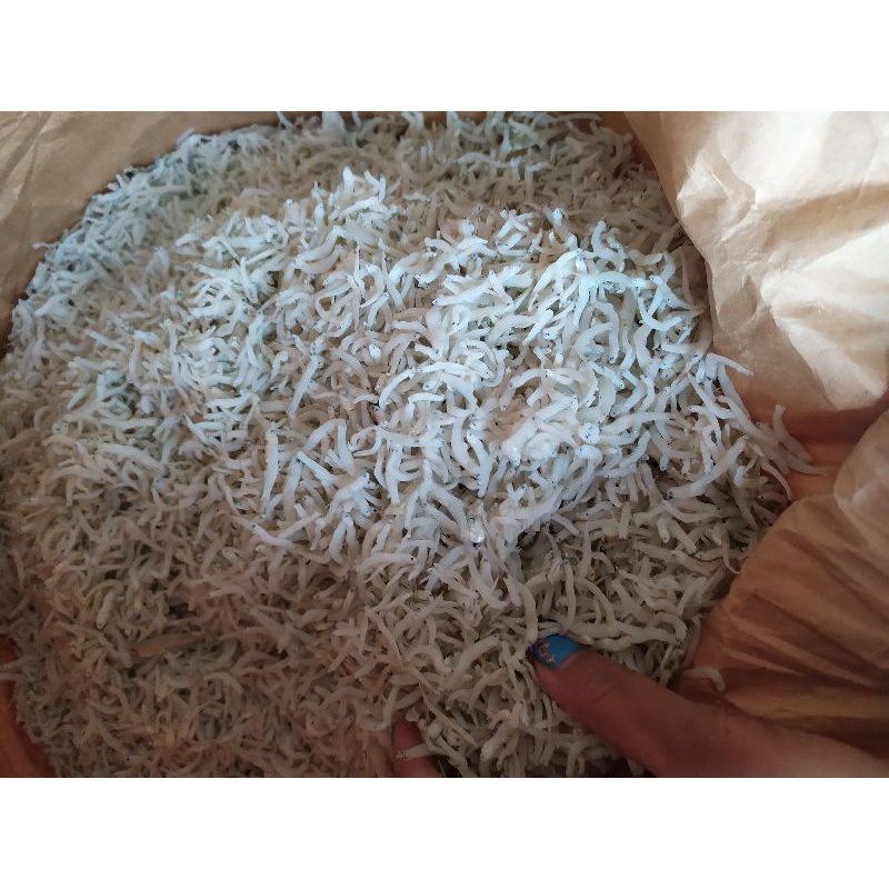

ikan teri nasi medan