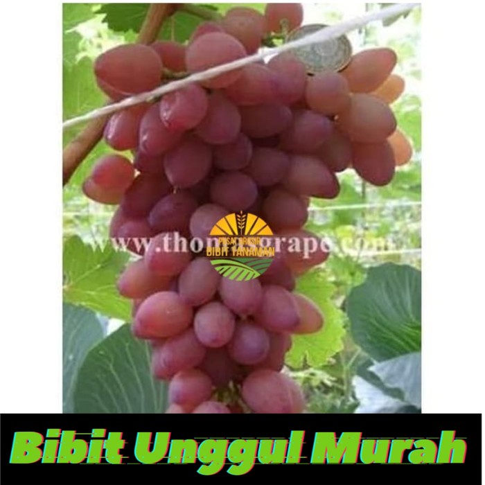 Bibit anggur import vodogray Grafting Siap Berbuah