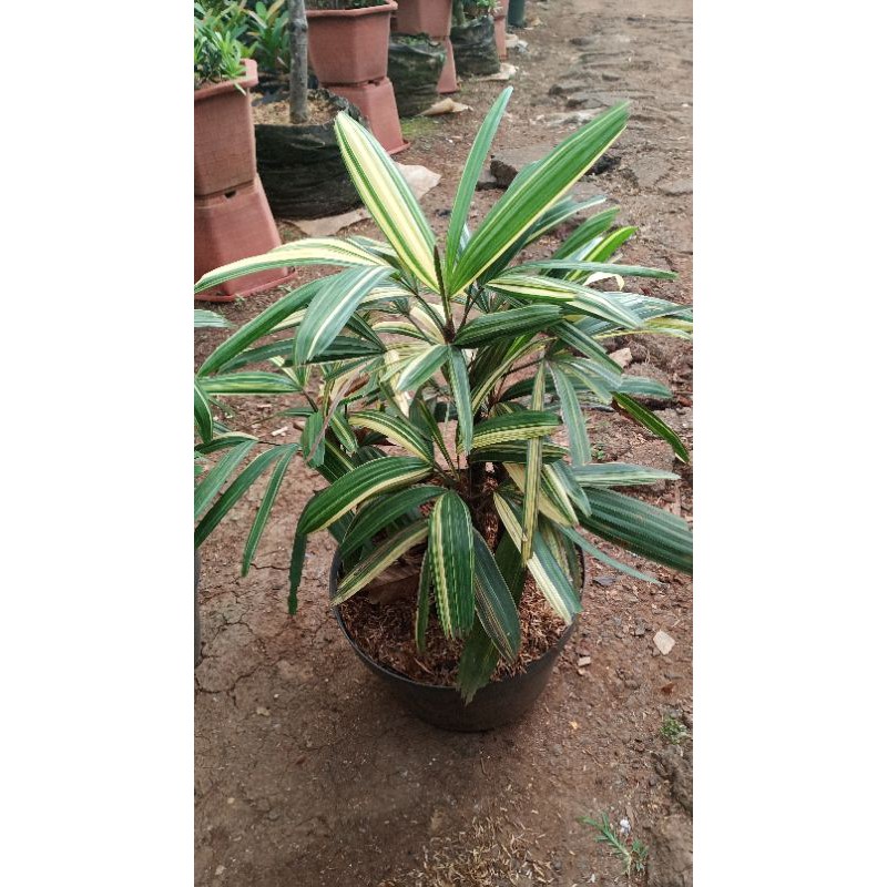 Tanaman Palm/palem Waregu Varigata