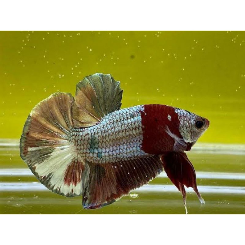 Ikan cupang bester dan besgel line Koi Cooper