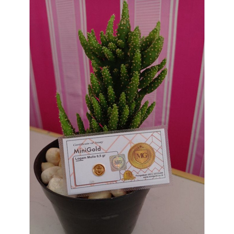 minigold 0,5 gram logam mulia emas murni emas 24 karat