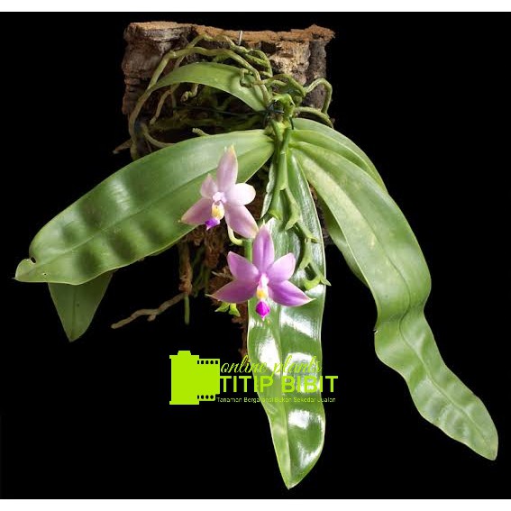 anggrek spesies phalaenopsis violacea Mentawai