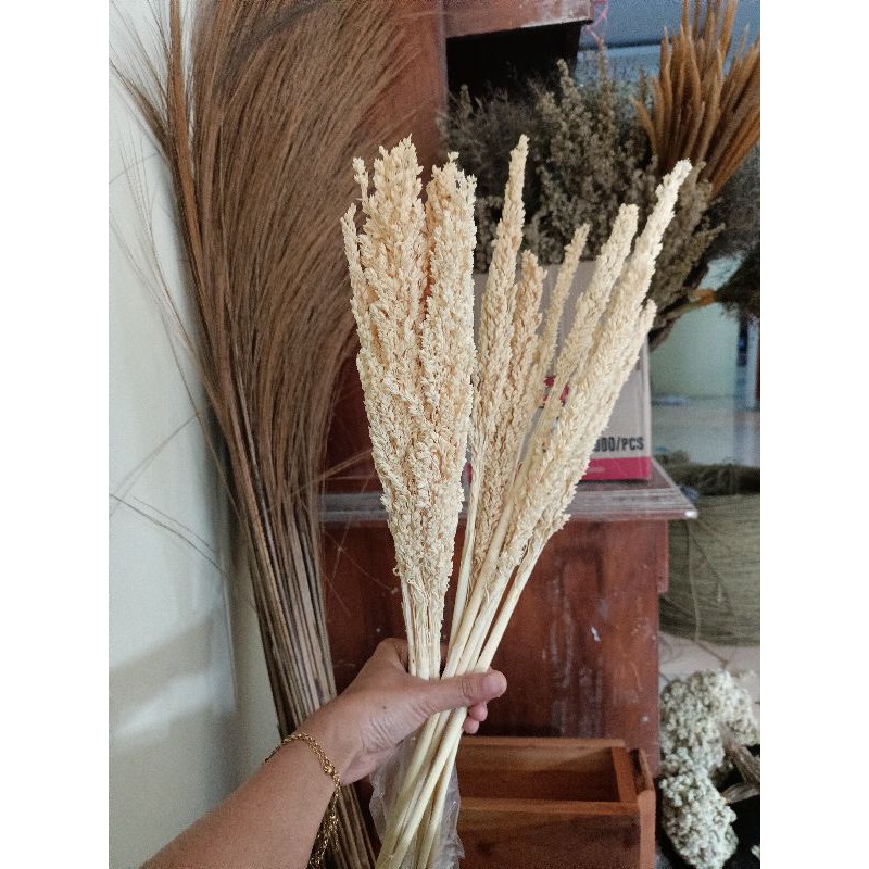 Bunga Cantel | chantel | bunga rustic | sorgum | dried flower