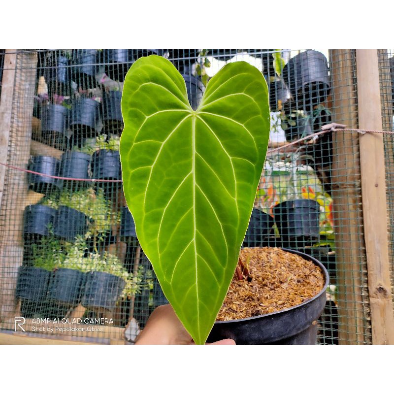 Anthurium Green mamba/kuping gajah kalong Realpict