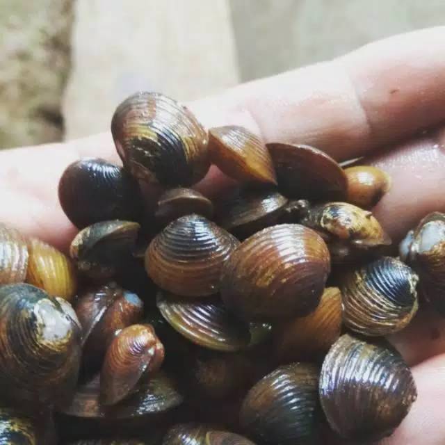 Remis cece sungai air tawar kerang obat herbal liver penyakit kuning 100 gram