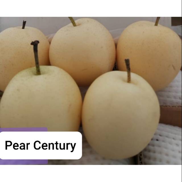 

Buah Pear Century