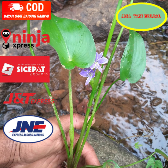 Eceng sawah perpohon