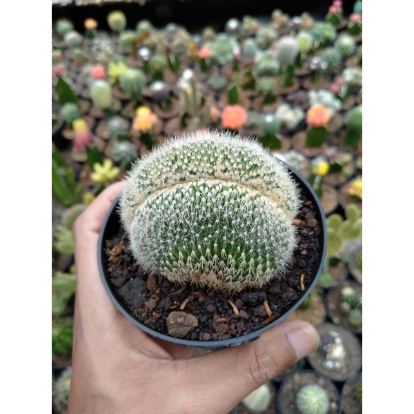 Kaktus ownroot sanggul cristata